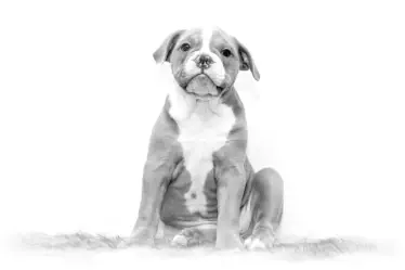 contact page spot image of puppy in grey tones